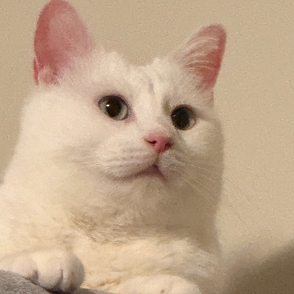 Meet your Posher, Mary - Picture 1 of 1